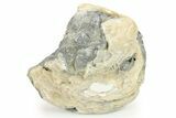 Fossil Clam (Mercenaria) With Fluorescent Calcite - Rucks Pit, FL #264737-1